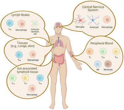 Frontiers | Insights Into Persistent HIV-1 Infection and